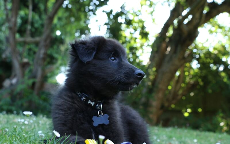 L'essentiel à emporter pour voyager avec son chat ou son chien