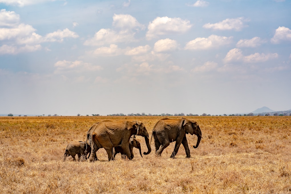 Tanzanie : Pourquoi attire t-elle de plus en plus de voyageurs ?